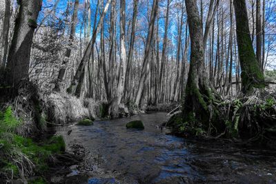 Stream flowing in forest