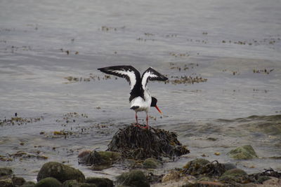 Bird perching on beach
