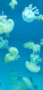 Jellyfish swimming in sea