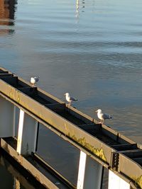 High angle view of seagull perching on a lake