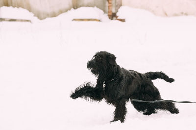 Dog looking away on snow covered field