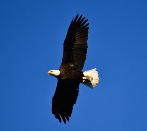 Low angle view of eagle flying against clear blue sky