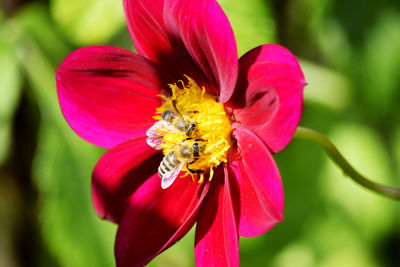 Close-up of bee on flower