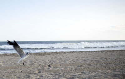 Seagulls on beach