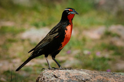 Close-up of bird perching on rock