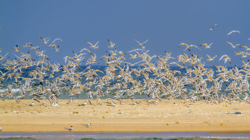 Seagulls flying over beach against sky