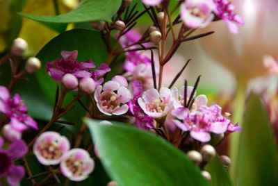 Close-up of pink flowers