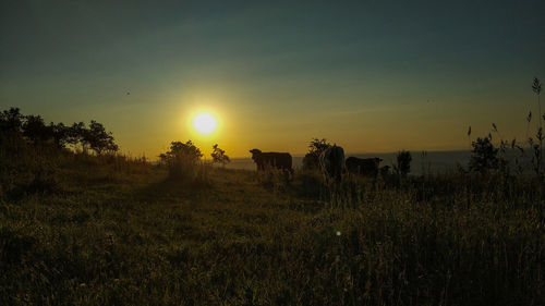 Scenic view of sunset