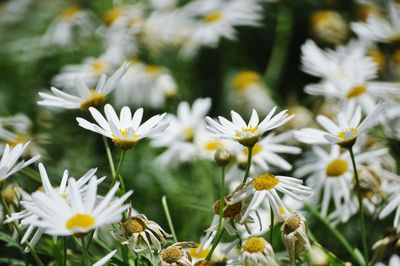 Close-up of white daisy flowers