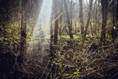 Sunlight streaming through trees in forest