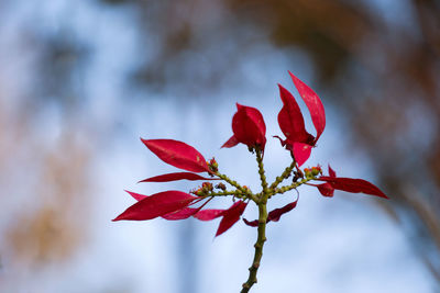 Close-up of red flowering plant