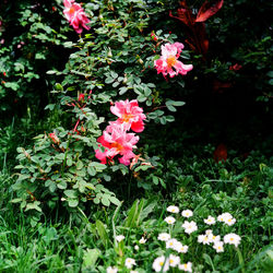 Flowers blooming outdoors
