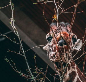 Close-up of butterfly on plant
