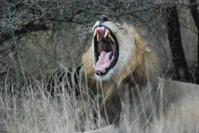 Male lion yawns in south africa