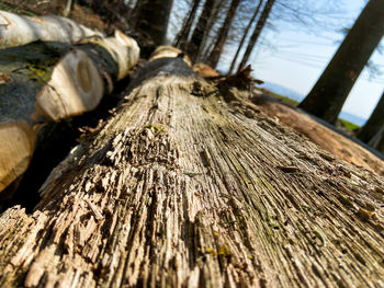 Close-up of logs in forest