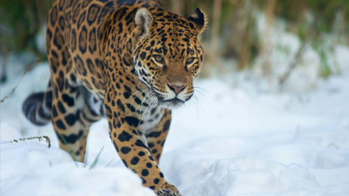 Tiger in a snow