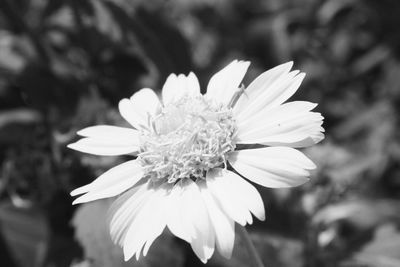 Close-up of white flower