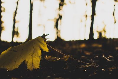 Close-up of dry leaves on field