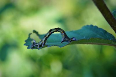 Close-up of insect on plant