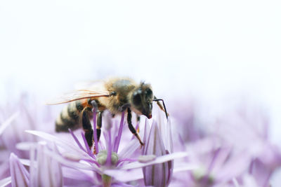 Close-up of bee on purple flower