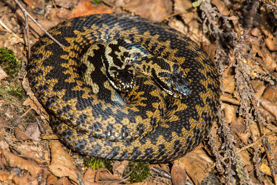 Close-up of lizard on rock