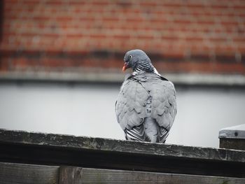 Close-up of bird perching on railing against wall