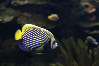 Close-up of fish swimming in sea