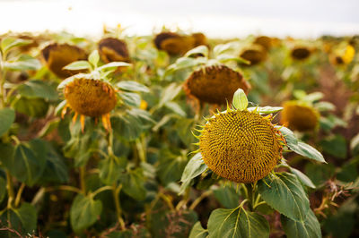 Withered sunflowers. ripened dry sunflowers ready for harvesting