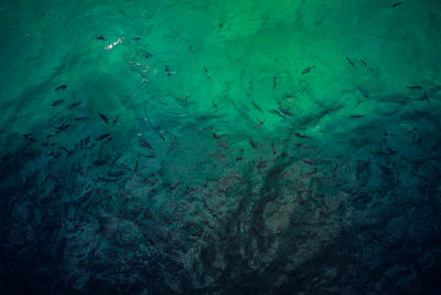 Full frame shot of jellyfish swimming in sea