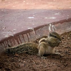 High angle view of squirrel on land