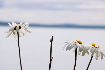 Close-up of white flower against sky