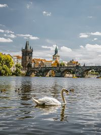 Swans swimming in river