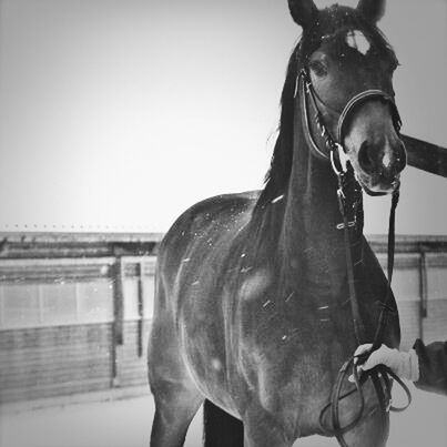 horse, one animal, lifestyles, domestic animals, water, men, clear sky, focus on foreground, standing, animal themes, close-up, part of, mammal, dog, holding, leisure activity, copy space, outdoors