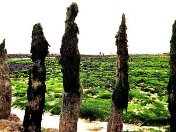 Trees growing on field against sky