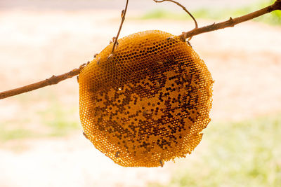 Close-up of fruit on tree