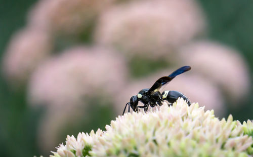 Close-up of butterfly pollinating on flower