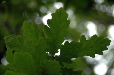 Close-up of leaves on leaf