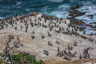 High angle view of birds on beach