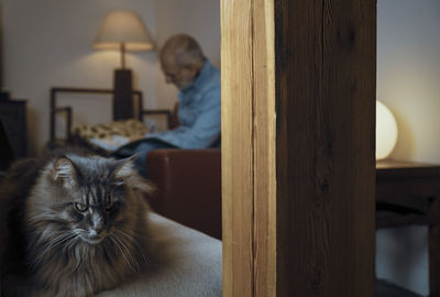 Cat lying on sofa at home with adult man working at background
