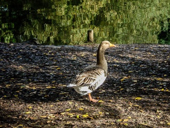 Bird on grassy field