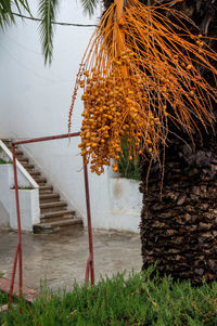 Close-up of palm tree by building