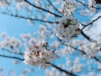 Low angle view of cherry blossoms in spring