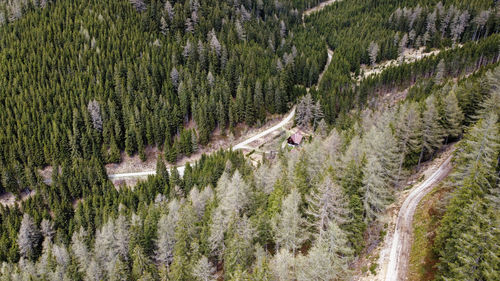 High angle view of pine trees in forest