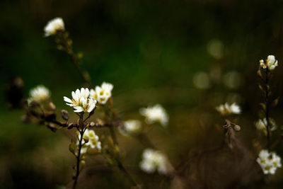 Close-up of white flowers