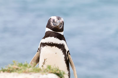 Close-up portrait of a bird against the sea