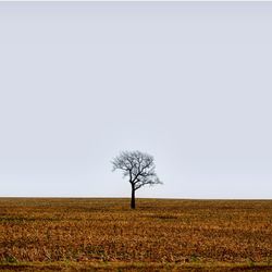 Tree on field against sky