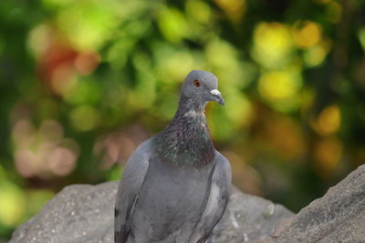 Front photo showing a close view of the pigeon with blur background , india- asia