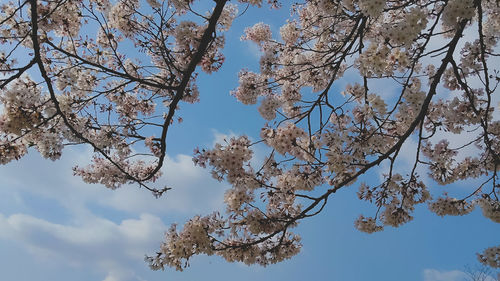 Low angle view of cherry blossoms against sky