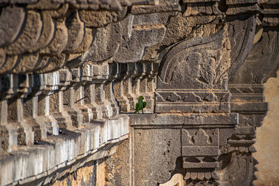 A parrot sitting on the side wall of heritage structure of gol ghumbaj, bijapur, india.