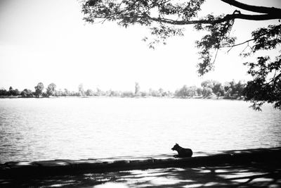 Silhouette ducks on lake against sky